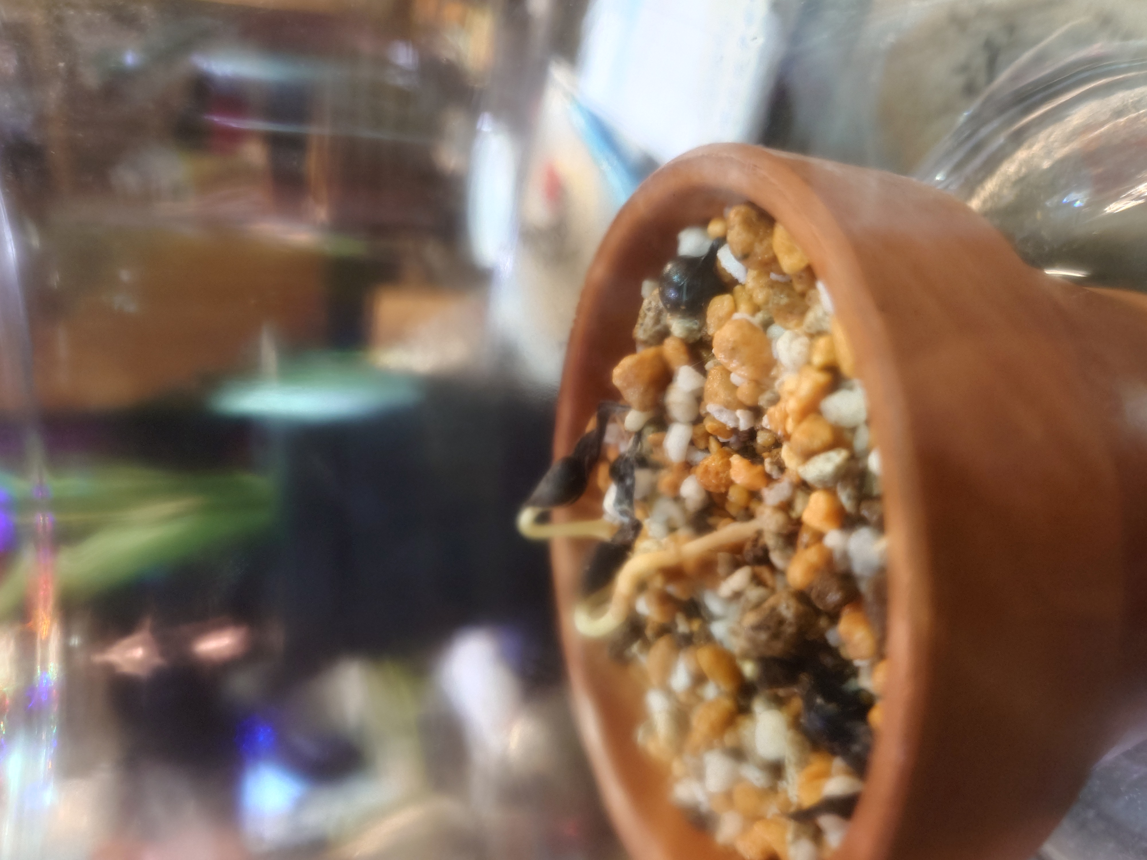 友人A宅の陶器鉢で育つ苗（葉が展開）